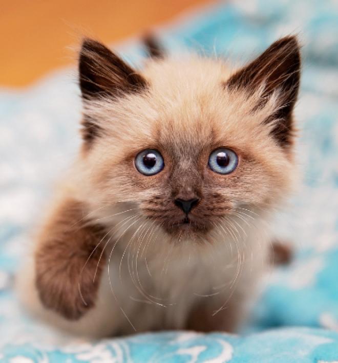 Siamese kitten with blue eyes on a blue and white blanket