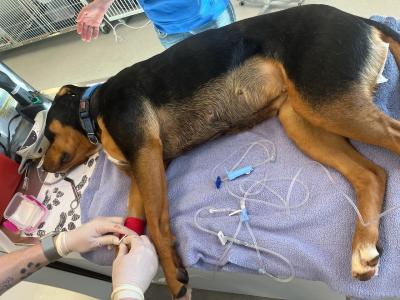 Magenta the dog lying down having blood drawn for a donation