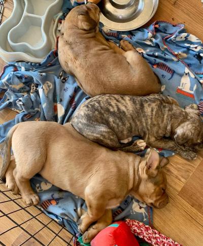Three of Magenta's puppies sleeping on a blanket on the floor