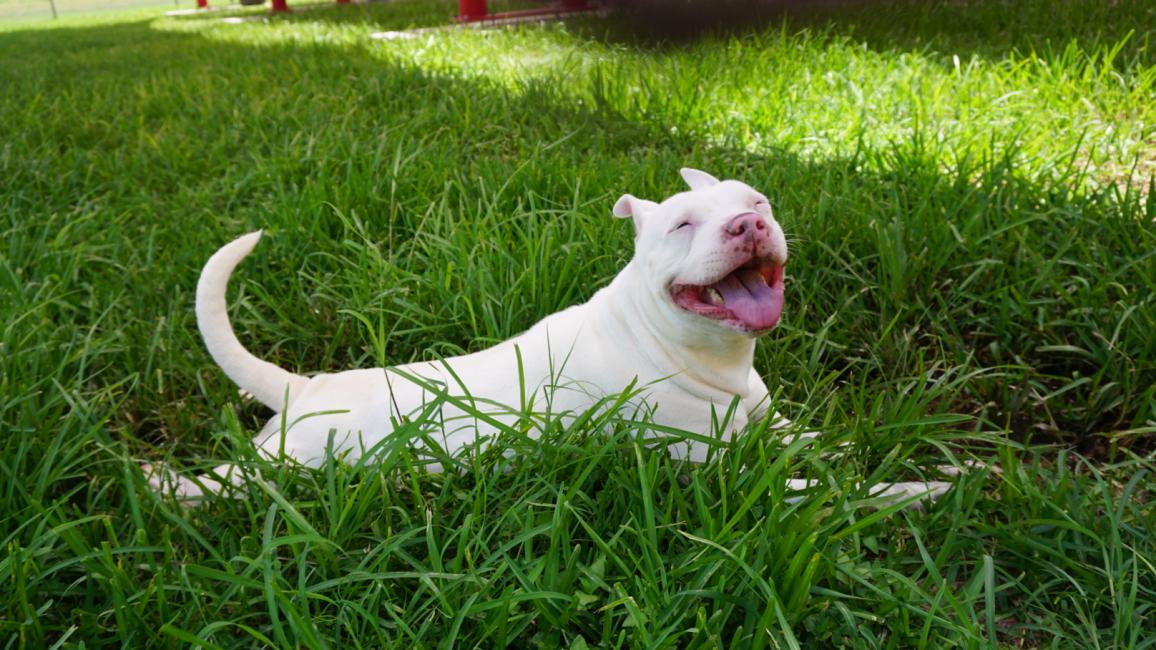Baby Girl the white dog, smiling with tongue out, lying in green grass