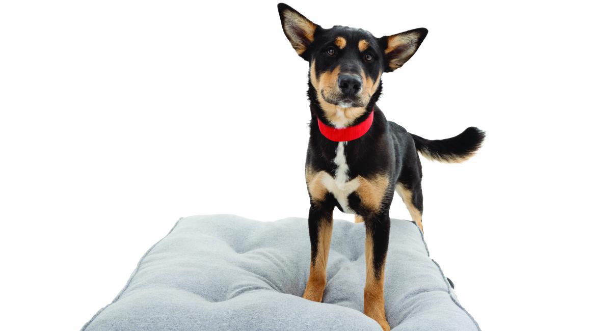 Black and tan dog standing on a gray cushion
