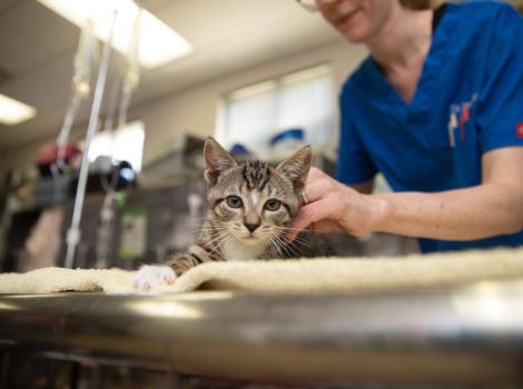 Medical person touching a tabby kitten