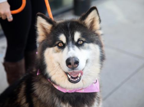 Smiling husky dog on a leash